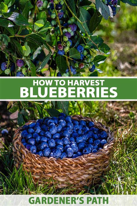 How To Harvest Blueberries Gardeners Path