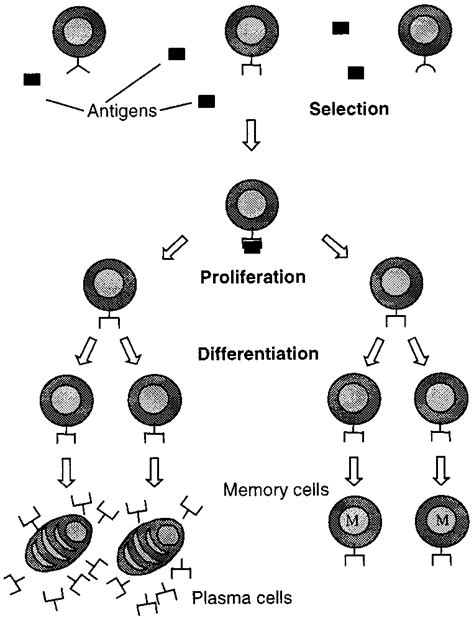 Clonal Selection Principle Download Scientific Diagram