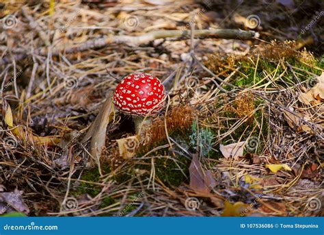 Shot Of A Group Of Mushrooms On The Forest Floor Stock Photo Image