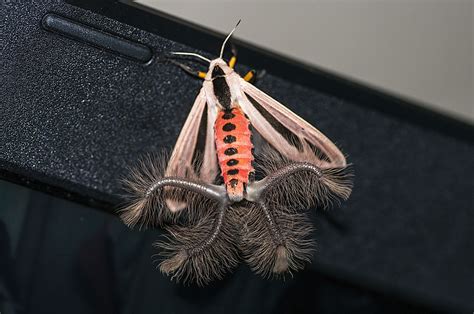 This Moths Weird Inflatable Butt Is Going Viral But It Has A Real