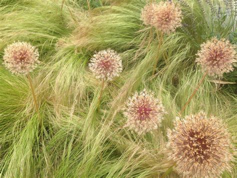 Gardening GaGa | Seattle WA