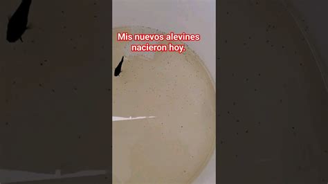 Fish Mis Alevines Nacieron Bettascriadero YouTube