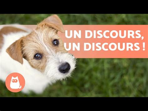 combien de mots  chien peut comprendre  savoir zoopedialife