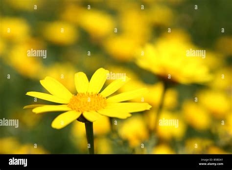 yellow hike  res stock photography  images alamy