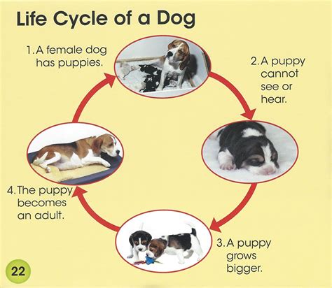 dogs life   grow series