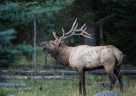 Premium Photo | Largest elk with horns bugling herd in forest