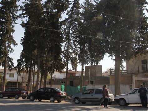Polémica y denuncias por la tala de unos pinos en el barrio Huarpes