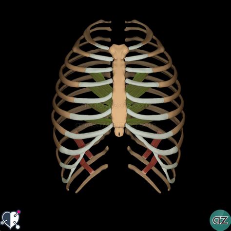 Anterior Thoracic Wall Anterior Thoracic Wall Internal View