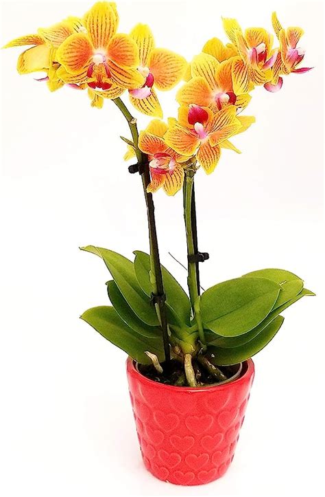 POWERS TO FLOWERS ORCHIDEA PHALAENOPSIS BONSAI GIALLO ARANCIO IN VASO