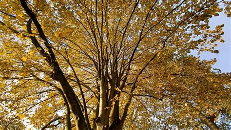 Overlijdens Oudenaarde D Hondt Condoleren