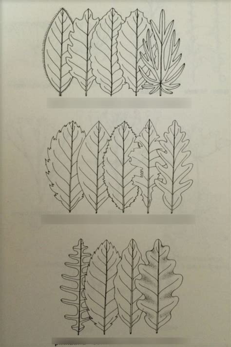 Plant Morphology Leaf Margins Diagram Quizlet