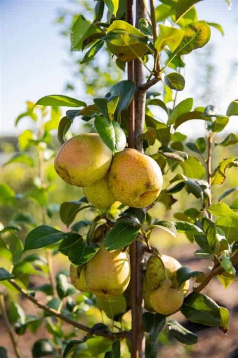 7 Best Varieties Of Pear Trees To Grow In Florida