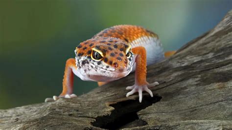 4 Little Secrets To Turning Your Leopard Gecko Into A Happy, Healthy Companion