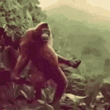 Dancing Gorilla Gif