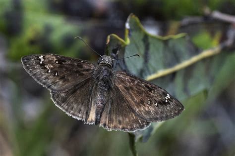 Horace Hovers Horace S Duskywing Erynnis Horatius Park Flickr