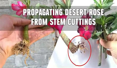 How To Propagate Desert Rose Step By Step Guide Creativity Gardening