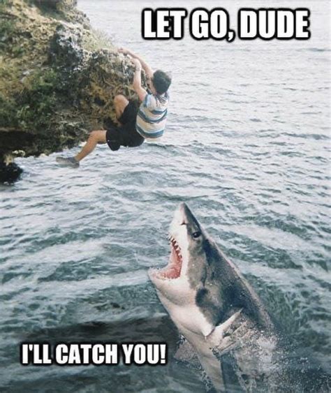 These Shark Memes Are In Honor Of Beloved 'Shark Week' - Happy 'Shark Week' To All Of Us | Memes