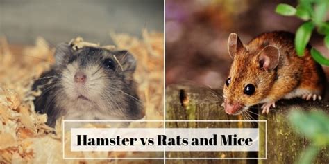 What Is The Difference Between A Mouse A Rat And A Hamster Quora