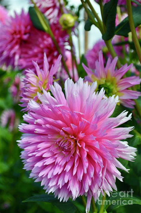 Gay Princess Photograph By Margie Bayer Fine Art America