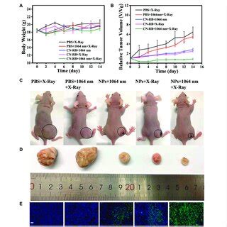 A Body Weights Of T Tumor Bearing Balb C Nude Mice With Different