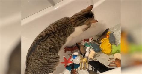 Cat Needs All Of His Teeth Removed Due To Unexpected Fcgs Givealittle