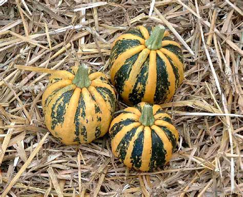 Cucurbita Pepo Kamo Kamo Muller Seeds