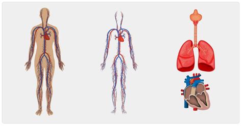 Quantos Quilômetros De Várzea Sanguíneos Tem O Corpo Humano Aproximadamente