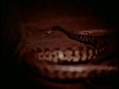 Rattlers Sexy Nude Girl Bath Xxx Mobile Porno Videos Movies