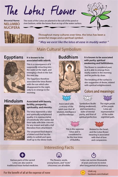 Interesting Facts About The Lotus Flower Infographic Legends And