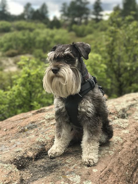 Renly the hiking schnauzer : r/schnauzers