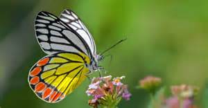 Dragonfly vs Butterfly: What’s the Difference? - A-Z Animals