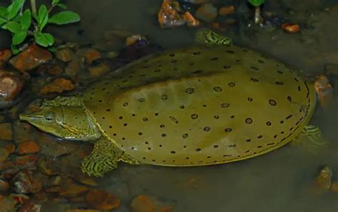 Turtles In Wyoming 4 Species That Are Found Here