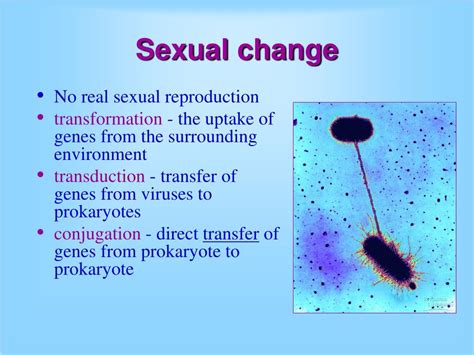 Ppt Prokaryotic Diversity Eubacteria And Archaebacteria Powerpoint