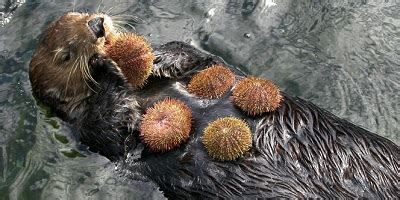 Sea Otter – Enhydra lutris | Facts About Animals