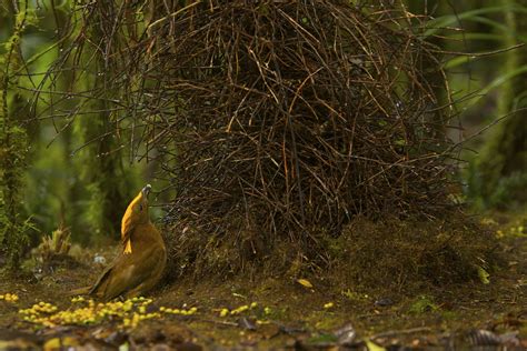 Foja Mountains Male Yellow Fronted Bowerbird Amblyornis F Flickr