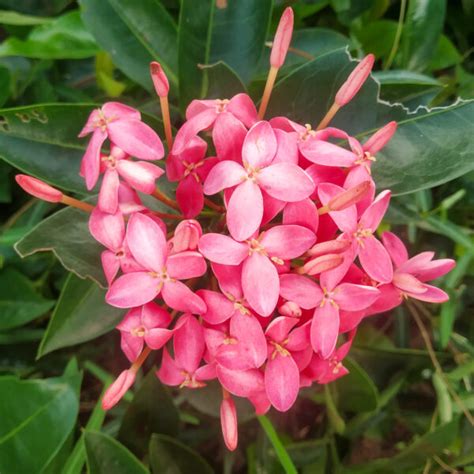 Hibiscus Pink Plant Santhi Online Plants Nursery