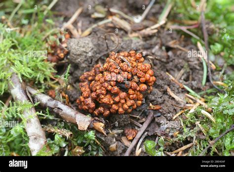 Alder tree root nodules form a symbiosis with nitrogen-fixing bacteria ...