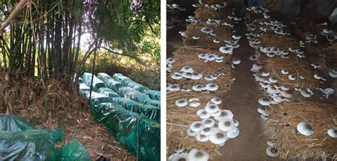 current status  future prospects  mushroom cultivation