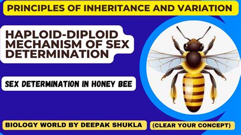 Haploid Diploid Mechanism Of Sex Determination Haplodiploidy Parthenogenesis Arrehnotoky
