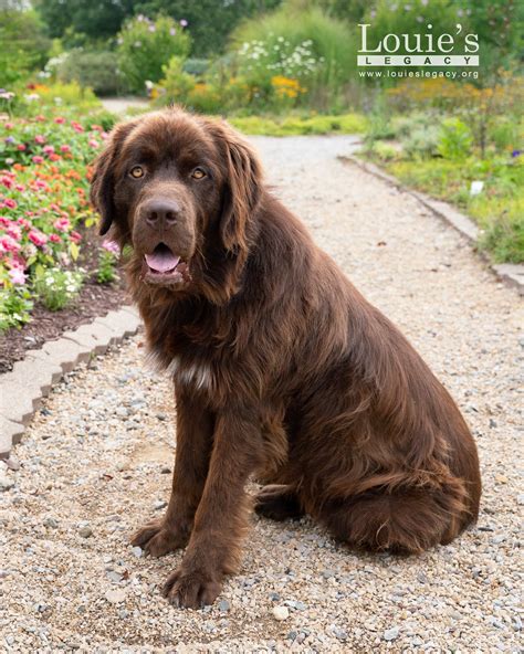 louie's legacy animal rescue