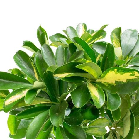 Шеффлера голд капелла цилиндр (160см) в Москве - «Коллекция Цветов»