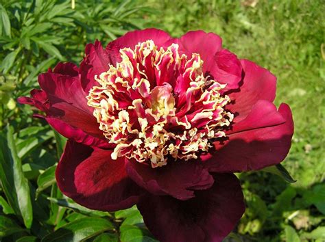 Пион Японский Фото И Описание – Telegraph