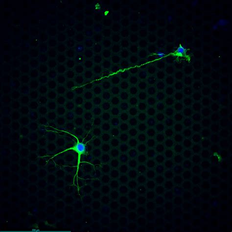 On Chip Neural Differentiation Of Pc Cells Sievewell