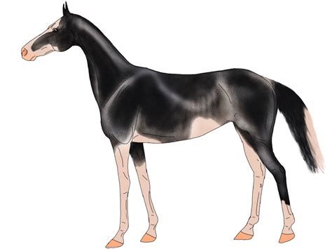 Akhal Teke Import Black Rabicano Sabino By Qhrider25 On Deviantart