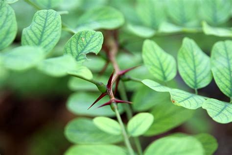 nature thorns leaf  photo  pixabay
