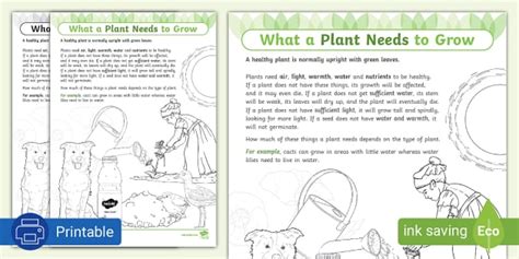 What A Plant Needs To Grow Worksheet Lehrer Gemacht