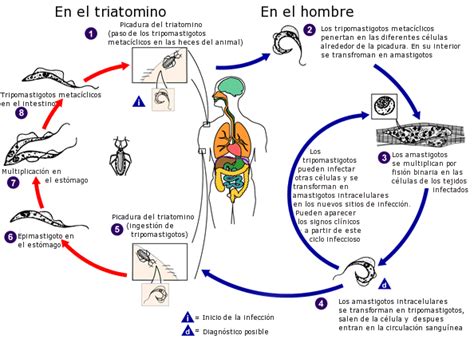 Ciclo De Vida Trypanosoma Cruzi