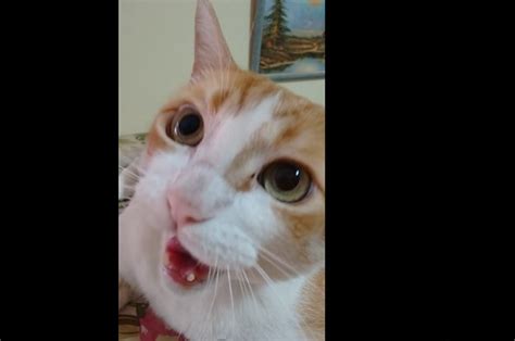 This Adorable Singing Cat Is Happy And He Knows It