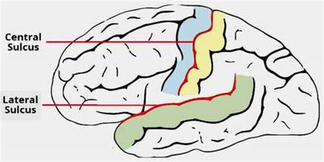 Lateral Sulcus Assignment Point