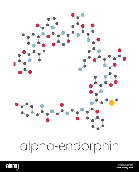 Alpha endorphin -Fotos und -Bildmaterial in hoher Auflösung – Alamy
